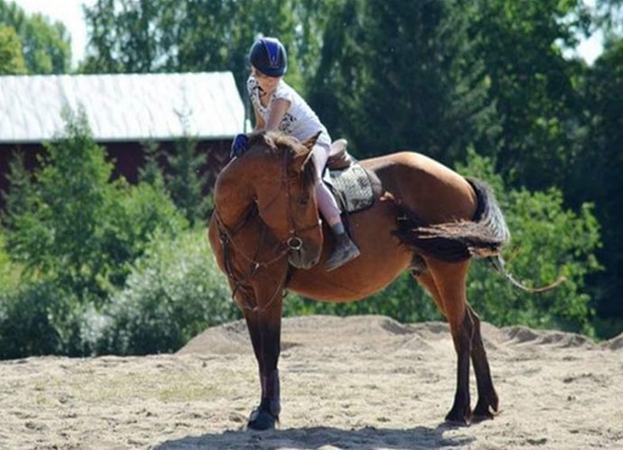 Hevonen ja ratsastaja