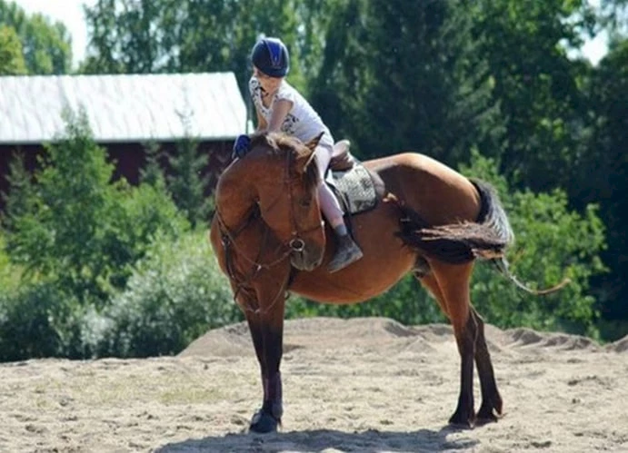 Hevonen ja ratsastaja